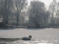 Cygnes sur le port, hiver 2008 2009